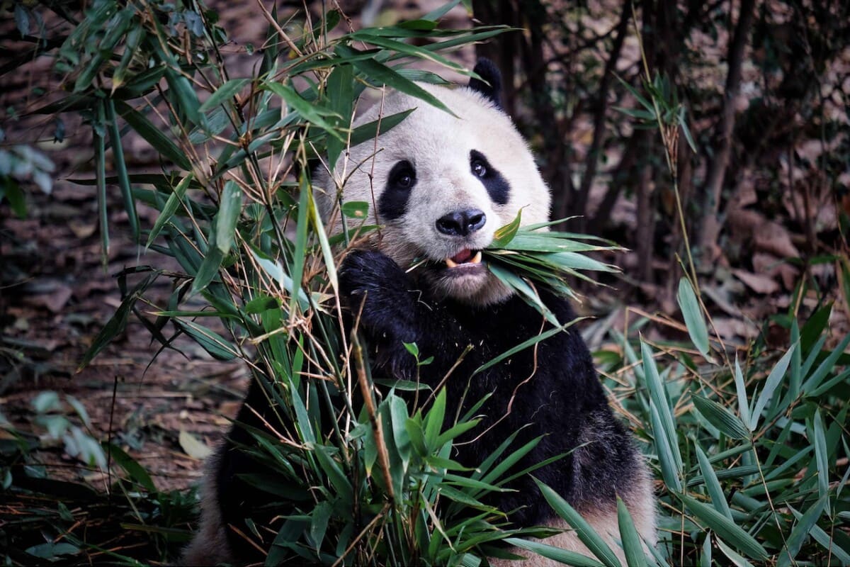Chiang Mai Zoo