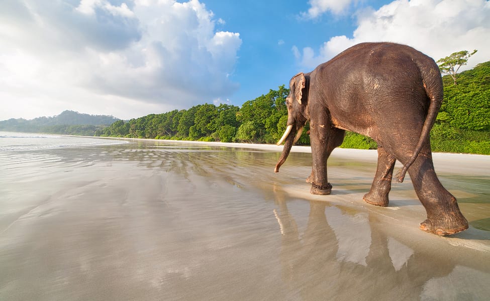 Elephant Beach 