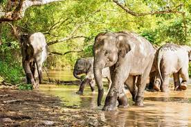 Elephant Safari Park