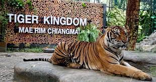 Tiger Kingdom 