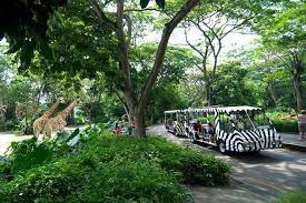 Singapore Zoo 